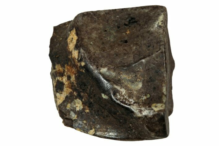 Fossil Dinosaur (Triceratops) Shed Tooth - Montana #339741